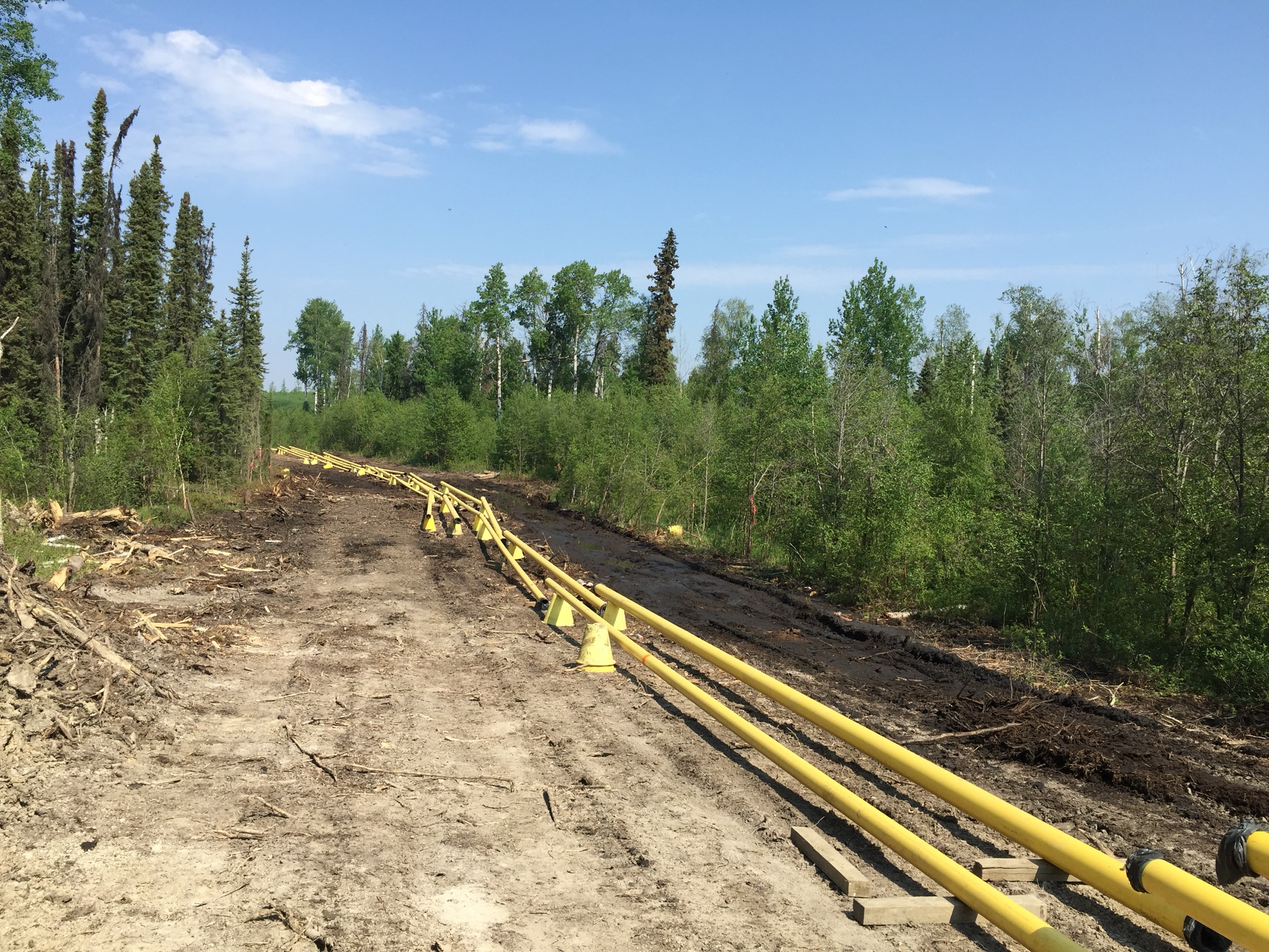 Three yellow pipe strings laid along a narrow cleared corridor through boreal forest, receding to the horizon